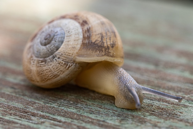 Soft focus of a snail crawling on wooden pavement
