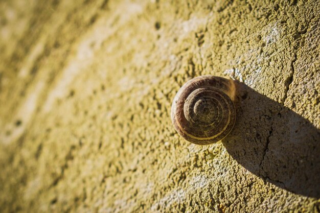 Soft focus of a snail on a rock wall on a bright day