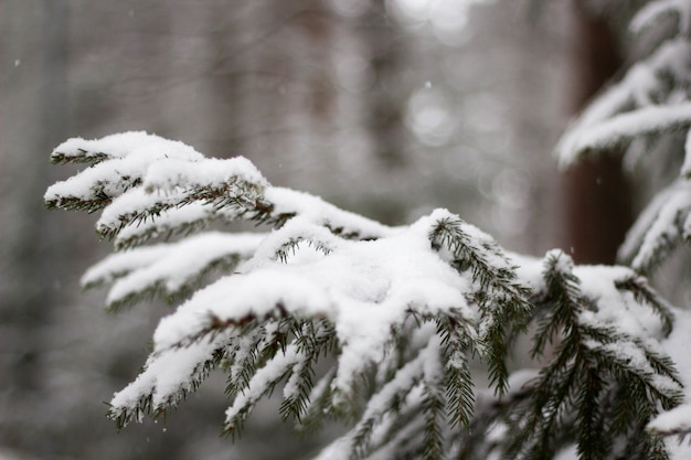 Soft focus of snow-covered spruce tree against a blurry background in winter