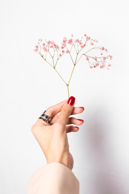 Soft gentle photo of woman hand with big ring red manicure hold cute little pink dried flowers on white.