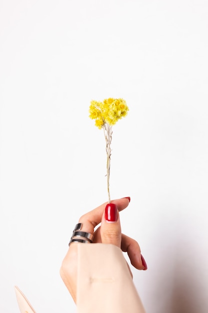 Soft photo of woman hand red manicure, ring on finger, hold cute yellow little dry flower, white.