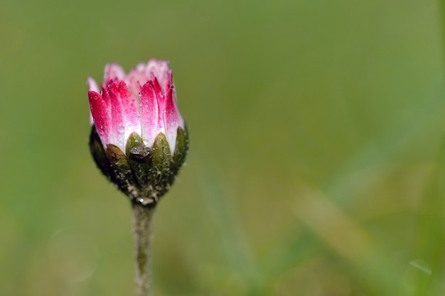 &quot;ソフトピンクの花が育つ&quot;