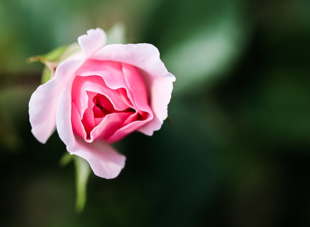 Soft pink rose bonica in the garden perfect for background of greeting cards
