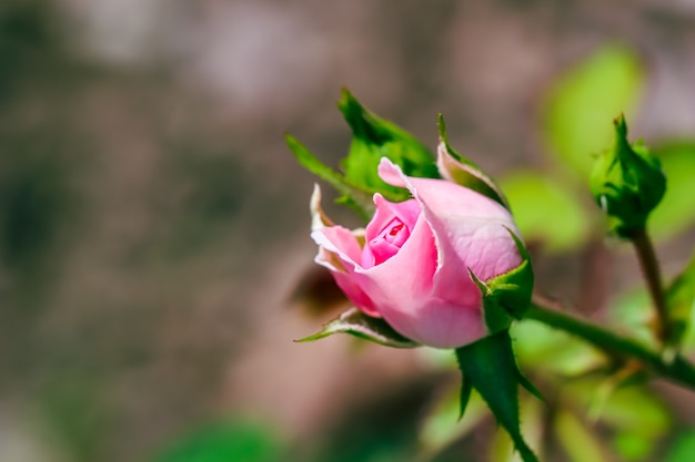 Soft pink rose bonica with buds in the garden. perfect for background of greeting cards for birthday, valentine's day and mother's day