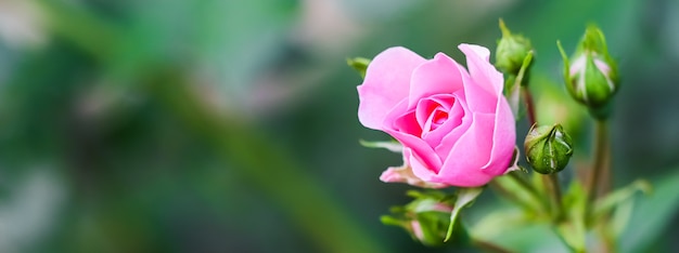 Soft pink rose bonica with buds in the garden perfect for background of greeting cards for birthday