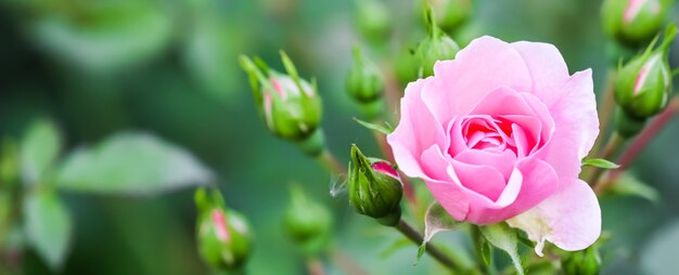 Soft pink rose bonica with buds in the garden perfect for background of greeting cards for birthday