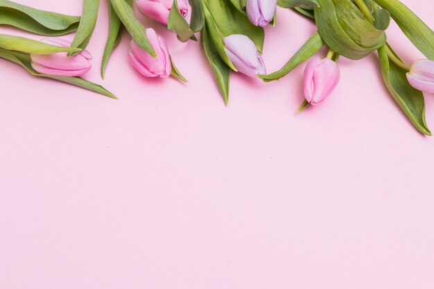 Soft pink tulip flowers