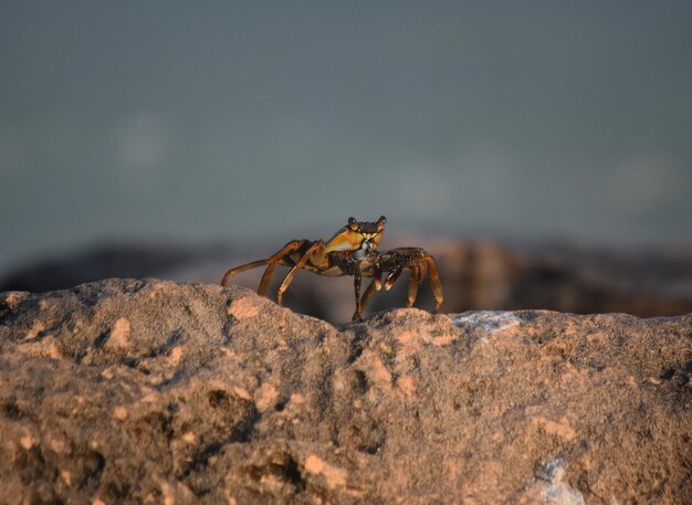 Soft shelled crab walking on top of a rock.