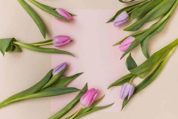 Soft tulips and blank paper