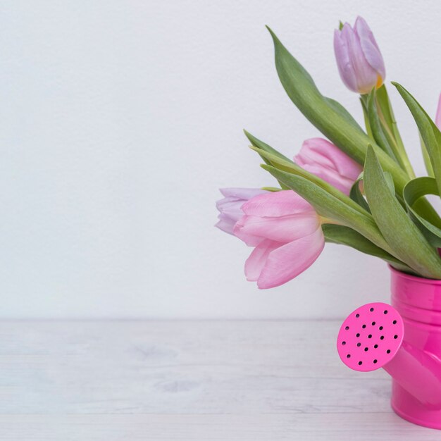 Soft tulips in pink watering pot