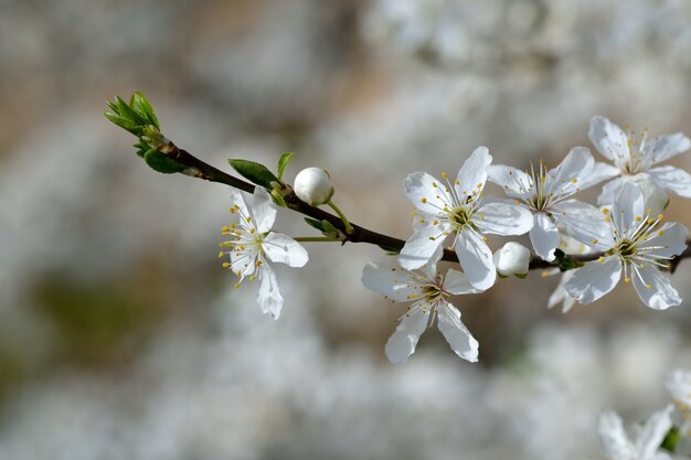 "Soft white flowers on branch"