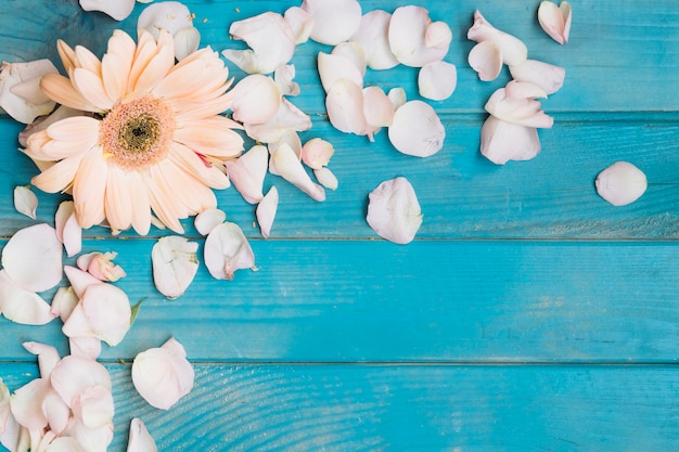 Soft white flowers and petals