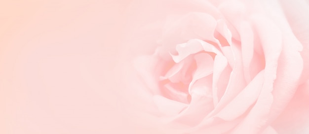 Softness pink rose background.