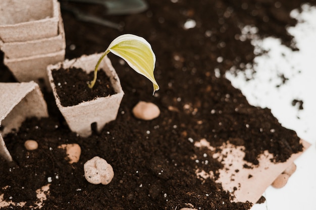 Soil and pots