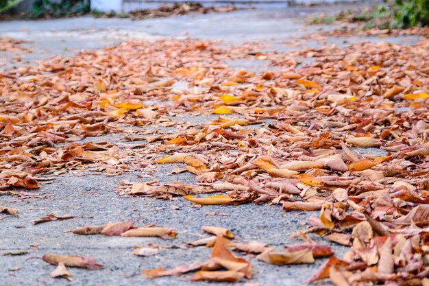 Soil with dry leaves