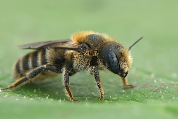 고독한 잎사귀 Tridentate Small-Mason (Hoplitis tridentata)