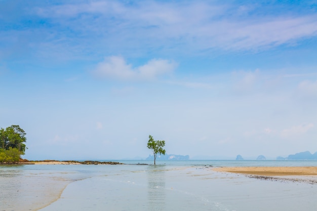 Одинокое дерево на берегу моря