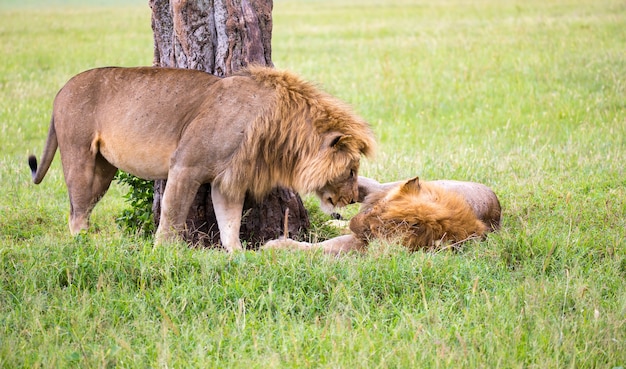 Some big lions show their emotions to each other in the savanna of kenya