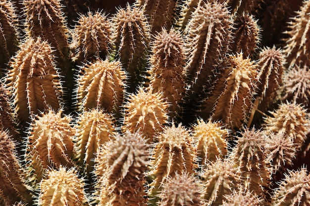 some exotic cactus plants under the sun light