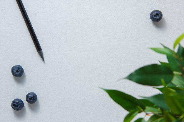 Some pencil with blueberries, plant on white background, top view. space for text