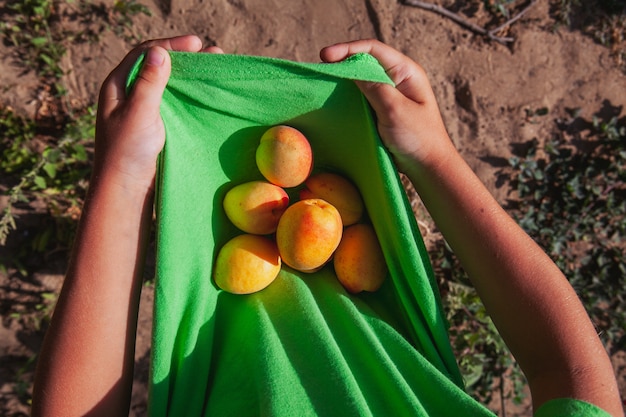 Free photo some person holding apricot inside of his shirt top view.