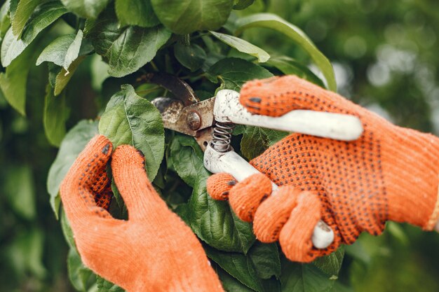 Someone trimming bushes with garden scissors