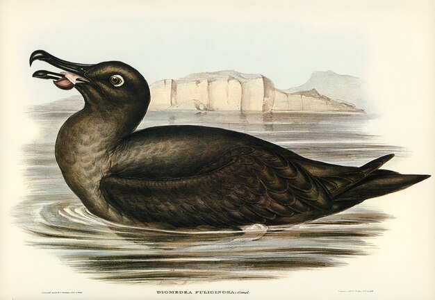 Sooty Albatros (Diomedea fuliginosa) illustrated by Elizabeth Gould 