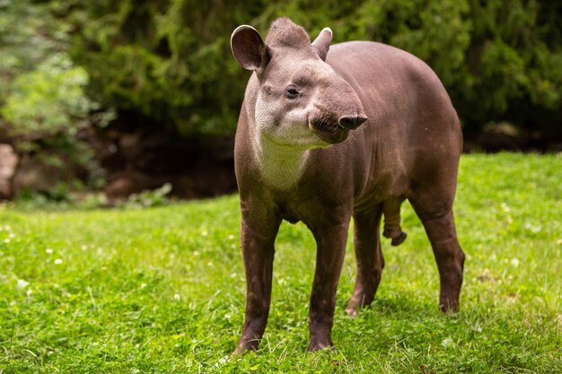 自然の生息地での南アメリカのバク。動物園の美しい種類の生き物。飼育下の珍しい動物。バクterrestris。