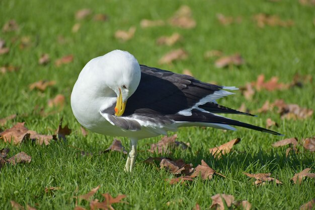 Southern black-backed seagull in a park