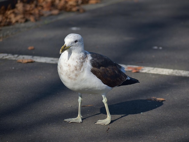 Southern black-backed seagull in a park