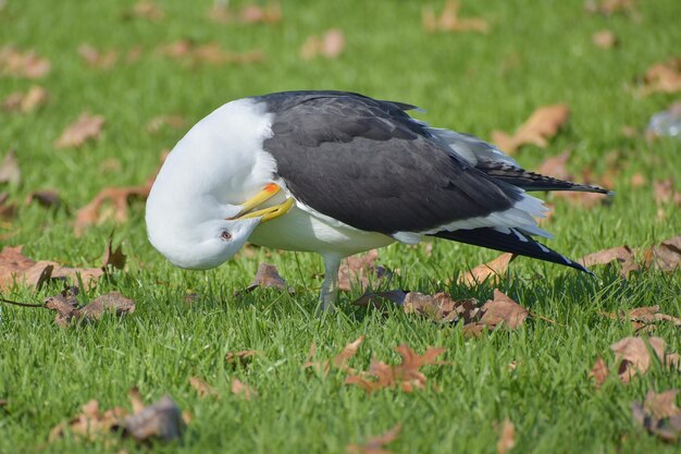 Southern black-backed seagull in a park