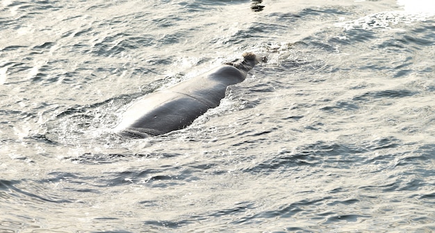 南アフリカ、ヘルマナスの海面で休んでいるミナミセミクジラ