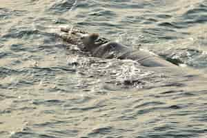 Free photo southern right whale resting at sea surface, in hermanus, south africa