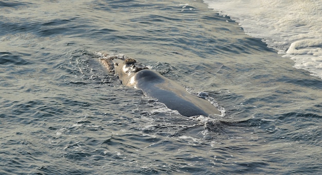 Free photo southern right whale resting at sea surface, in hermanus, south africa