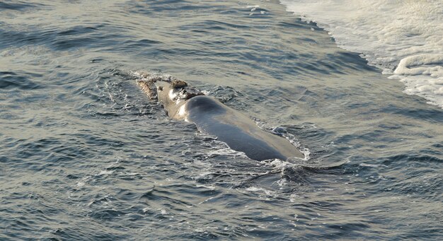 南アフリカ、ヘルマナスの海面で休んでいるミナミセミクジラ