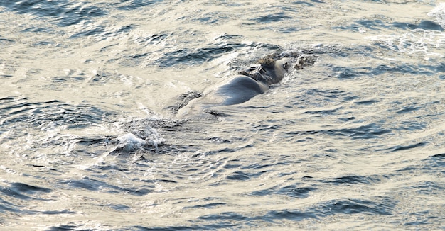 Foto gratuita balena franca australe che riposa in superficie del mare, a hermanus, in sudafrica