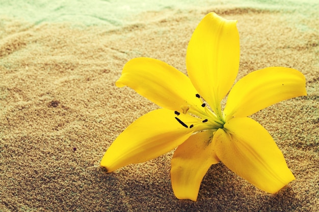 스파 개념. 모래에 아름 다운 노란 난초 꽃입니다. 수평. 공간을 복사하십시오.