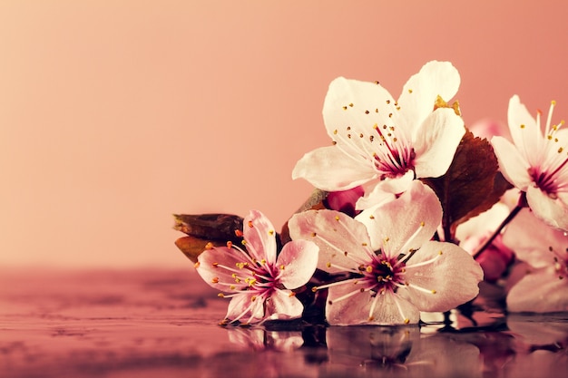 Spa Nature Concept. Closeup of beautiful PInk Purple Flowers on Water with place for text. Pastel. Toning.