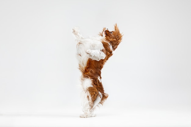 スタジオで遊んでいるスパニエルの子犬。かわいい犬やペットは白い背景で孤立してジャンプしています。キャバリアキングチャールズ。テキストまたは画像を挿入するための負のスペース。動きの概念、動物の権利。