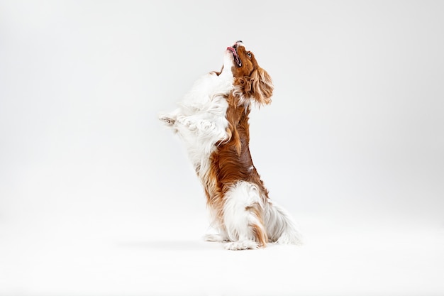 Spaniel puppy playing in studio. Cute doggy or pet is jumping isolated on white background. The Cavalier King Charles. Negative space to insert your text or image. Concept of movement, animal rights.