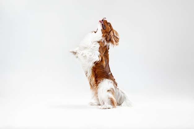 スタジオで遊んでいるスパニエルの子犬。かわいい犬やペットは白い背景で孤立してジャンプしています。キャバリアキングチャールズ。テキストまたは画像を挿入するための負のスペース。動きの概念、動物の権利。