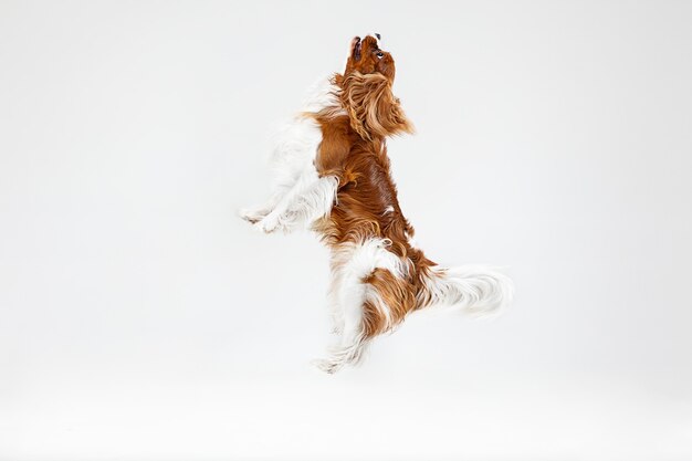 Spaniel puppy playing in studio. Cute doggy or pet is jumping isolated on white background. The Cavalier King Charles. Negative space to insert your text or image. Concept of movement, animal rights.