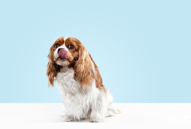 Free photo spaniel puppy playing in studio. cute doggy or pet is sitting isolated on blue background. the cavalier king charles. negative space to insert your text or image. concept of movement, animal rights.