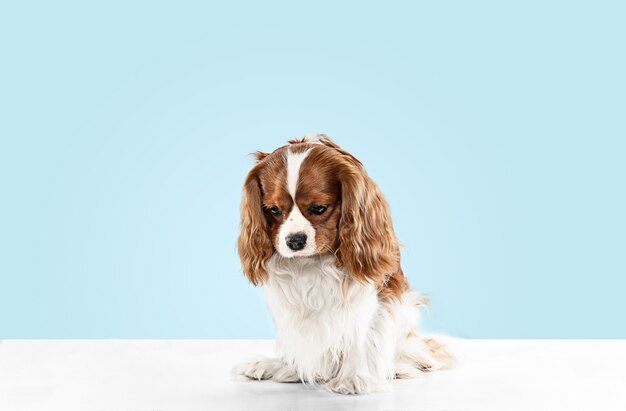 Spaniel puppy playing in studio. Cute doggy or pet is sitting isolated on blue background. The Cavalier King Charles. Negative space to insert your text or image. Concept of movement, animal rights.