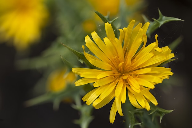 Free photo spanish oyster-thistle or the common golden thistle colymus hispanicus,