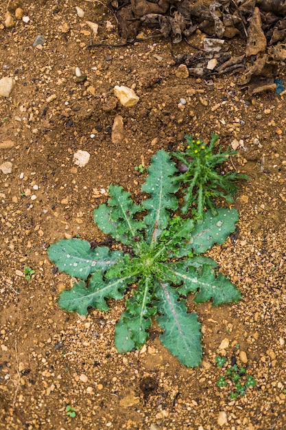 Free photo spanish oyster thistle