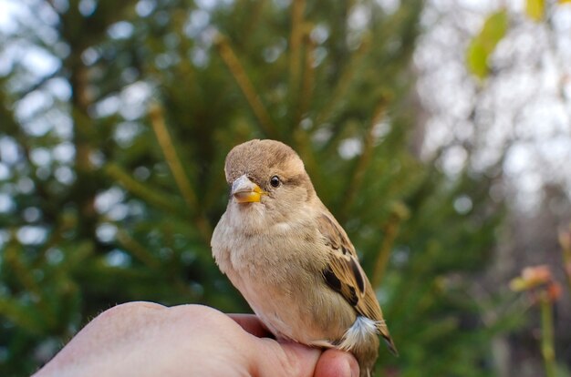 手にスズメの鳥