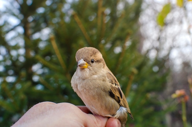 無料写真 手にスズメの鳥