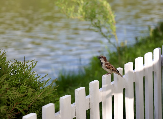 Бесплатное фото Воробей сидел на белом деревянном заборе с размытым озером