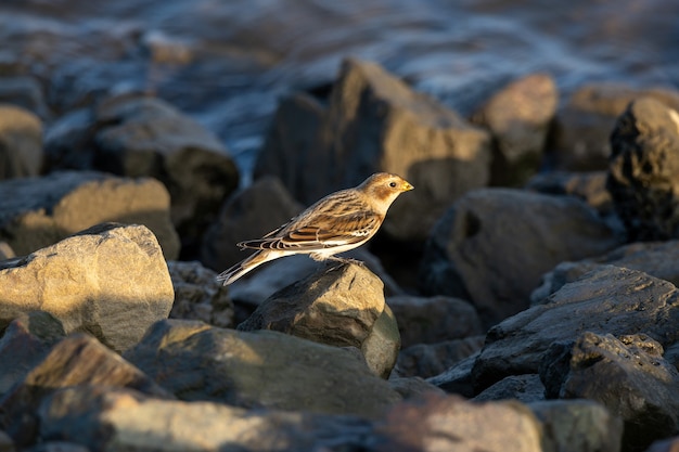 Sparrow perched on stone by the water